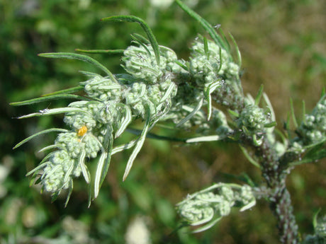 Närbild på ogräs i naturen – pionjärarter, naturens plåster, som skyddar bar jord mot erosion, startar näringscykler och gynnar jordens bördighet, mikroorganismer, pollinatörer och biologisk mångfald.