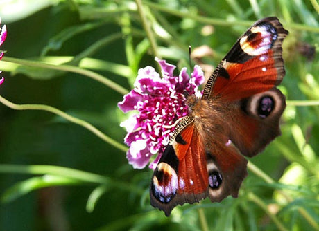 Påfågelöga på scabiosa (vädd) suger nektar i sensommarens trädgård – fjärilar i trädgården på nektarrika fjärilsväxter som buddleja, rosenstav och rudbeckia.