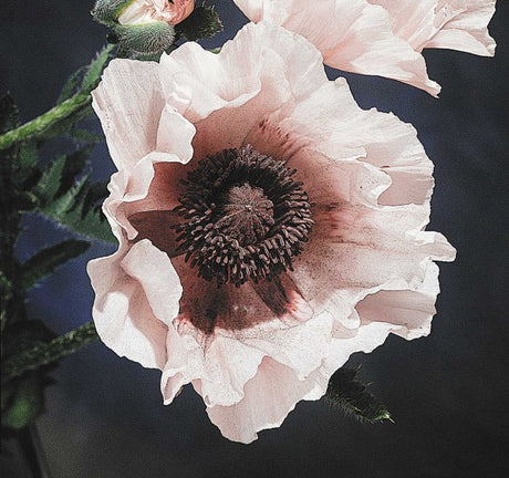 Vallmo Papaver 'Perry's White' i blom i trĂ€dgĂ„rden â samla frön pĂ„ hösten och fröförvaring: torrt, svalt och mörkt; tips för sĂ„dd och hĂ„llbarhet.