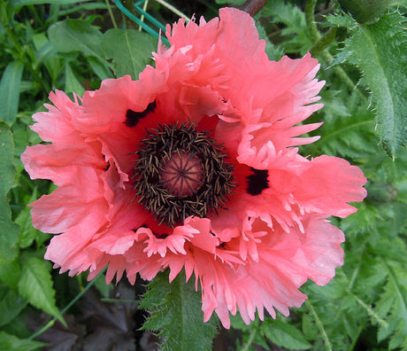 Jättevallmo ’Pink Ruffles’ med rosa, fransiga blomblad – Papaver orientale-Gruppen; robust perenn för solig rabatt med romantisk färgvariation.