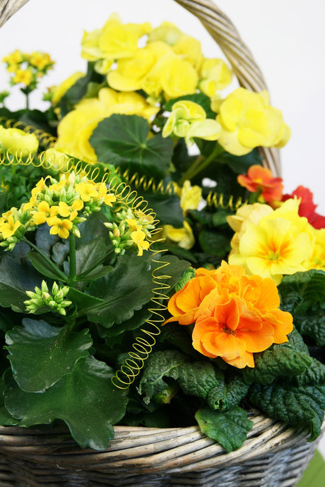 Fönsterkarm i gult med pĂ„skkorg: pĂ„skliljor, jordvivor, ranunkler, gerberor, begonior och vĂ„reld â pĂ„skens blommor och dekorationer som skapar varm vĂ„rstĂ€mning i Sverige.
