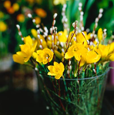 PĂ„sklilja som snittblomma i vas â skötsel och placering: stĂ€ll svalt, undvik direkt solljus och frukt (etylengas), skĂ€r stjĂ€lkar diagonalt, sĂ€tt i kallt vatten med nĂ€ring och byt vatten ofta för lĂ€ngre hĂ„llbarhet under vĂ„r och pĂ„sk.