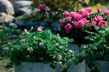 Pelargonium graveolens rosengeranium â doftpelargon (Doktor Westerlunds hĂ€lsoblomma) med djupt flikiga gröna blad och blekrosa blommor, kryddig rosdoft och eteriska oljor; perfekt doftande krukvĂ€xt för balkong, terrass och dofttrĂ€dgĂ„rd.