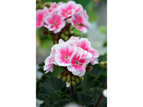 Pelargonium x hortorum ’Katy 13’ – Årets Pelargon 2014 i Moonlight-serien; tvåfärgade cerisrosa blommor, mörkt bladverk, kompakt zonalpelargon