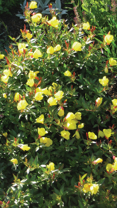 Gullnattljus (Oenothera fruticosa) – Årets Perenn 2009 av Perennagruppen, med lysande gula blommor och mörkgrönt bladverk i solig rabatt; lättskött perenn som blommar juli–september och lockar pollinatörer.