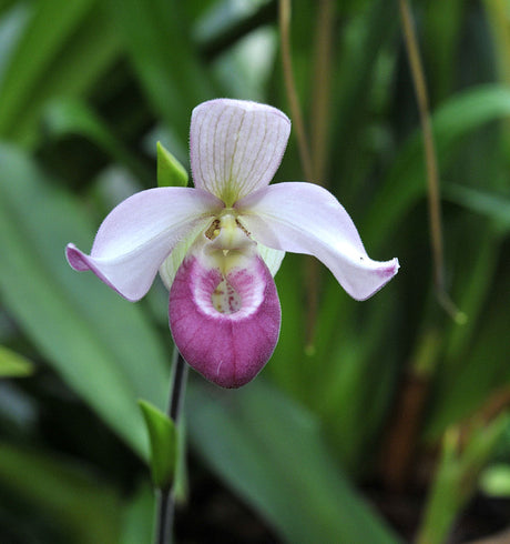 OrkidĂ©frossa i Botaniska trĂ€dgĂ„rden i Uppsala: Phragmipedium cardinale, tropisk sko-orkidĂ© i blom i vĂ€xthuset â del av Sveriges största samling av tropiska orkidĂ©er.