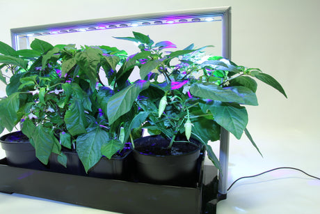 Hydroponisk odling utan jord: chili i Mini Plant Factory frÄn Plantfabriken, med LED-vÀxtbelysning för inomhusodling Äret runt