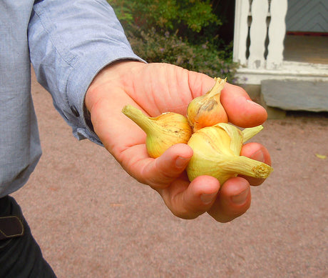 Potatislök i hand (Allium cepa var. aggregatum) – svenskt kulturarv; härdig sättlök som bildar knippen; odling i köksträdgårdar, mild smak, lagras länge, riklig skörd; nära schalottenlök.