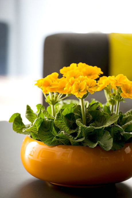 Gullviva Primula veris med gula blommor – gul accentväxt för hemmet som skapar vårkänsla, energi och glädje i skandinavisk inredning.