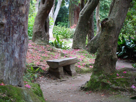 Rododendronskogen i Villa Carlottas nyklassiska trĂ€dgĂ„rd vid Comosjön (Lago di Como) i Cadenabbia, Lombardiet â blommande rododendron i italiensk botanisk park.