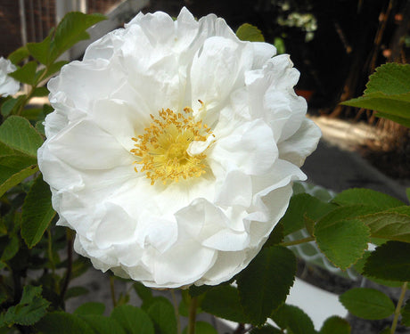 Rosa rugosa ’Lac Majeau’ – Årets Ros 2014: kanadensisk, vit och doftande rugosahybrid, härdig och sjukdomsfri, rikblommande till senhöst med nypon; upp till zon 7