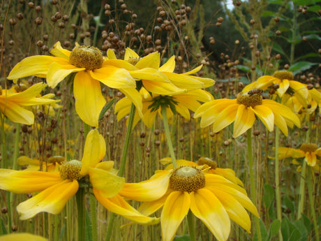 Sommarrudbeckia (Rudbeckia) – ettårig gul sommarblomma med mörkt öga i soligt läge; lätt att förodla från blomsterfrön, blommar juli–september, fin i rabatt och som snittblomma, gynnar pollinerare i trädgården.