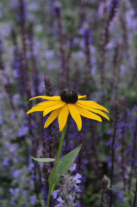 Rudbeckia fulgida var. sullivantii 'Goldsturm' â strĂ„lrudbeckia med klargula blommor och mörk upphöjd mitt i höstrabatten; lĂ€ttodlad, hĂ€rdig perenn och utmĂ€rkt snittblomma för solig, vĂ€ldrĂ€nerad jord i svenska trĂ€dgĂ„rdar.