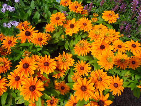 Rudbeckia hirta ’Tiger Eye Gold’ (sommarrudbeckia) i färgtemat Fruktmognad vid Spegeldammen, Göteborgs botaniska trädgård – sensommarens varma guldgula och rödbruna nyanser.