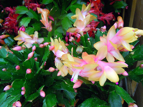 Novemberkaktus (Schlumbergera truncata) i fĂ€rgsprakande blom, slĂ€kting till julkaktus â brasiliansk regnskogskaktus som blommar pĂ„ senhösten; knoppar triggas av kortare dagslĂ€ngd, vattnas underifrĂ„n.