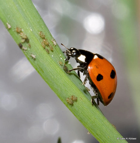 Nyckelpiga pĂ„ grönt blad â biologisk kontroll av bladlöss. SLU-forskning: doftande fotspĂ„r och avföring frĂ„n Coccinellidae signalerar predationsrisk sĂ„ att Rhopalosiphum padi undviker vĂ€rdvĂ€xter; integrerat vĂ€xtskydd.