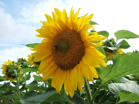 Solrosor (Helianthus annuus) som snabbt vÀxande ettÄrig hÀck ger snabbt insynsskydd och tillfÀllig avgrÀnsning vid nybyggt hus, ett effektivt vindskydd lÀngs nÀtstaket första sommaren