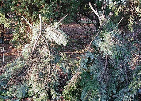 Solskydd och vinterskydd i vårsol: skyddsväv/juteväv över vintergröna växter som rhododendron och tuja för att förebygga frystorka vid barfrost i februari.