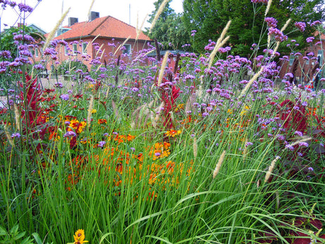 Sommarrabatt med sommarblommor 2024 – förodla eller direktså: sömntuta, paradisblomster, blåklint, lejongap och luktärt som snittblommor i trendig, långblommande samplantering.
