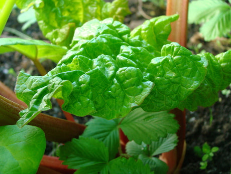 Rabarber (Rheum hybridum) â flerĂ„rig, dekorativ vĂ€xt för svenska vĂ€xtzoner; stora blad och röda stjĂ€lkar. Odling i mullrik, nĂ€ringsrik, vĂ€ldrĂ€nerad jord (pH 7â7,5), halvskugga.