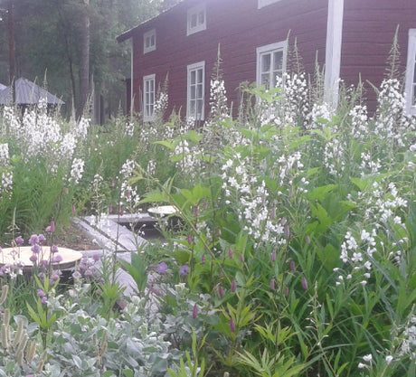 MĂ€starrabatten 2015 Norrsken & Midnattssol i Norrbyberg, Lappland â sista MĂ€starrabatten av Mariana Mattsson, Lapplands trĂ€dgĂ„rdsambassadör; samisk-inspirerade trekantsmönster, zon 7-hĂ€rdiga vĂ€xter som vinröd stormhatt, purpur kvanne och vita rallarrosor.