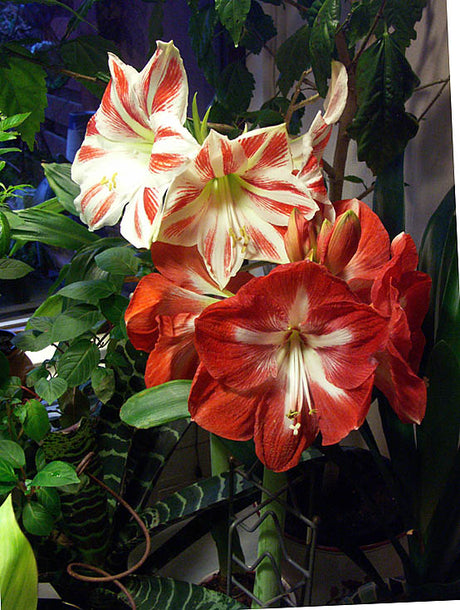 Amaryllis (Hippeastrum x hortorum) i blom – julblommande riddarstjärna; holländska lökar, ursprung Sydamerika. Skötsel: vattning ovanifrån, näring och viloperiod för ny blomning. Äkta amaryllis: Amaryllis belladonna/kapamaryllis från Sydafrika.