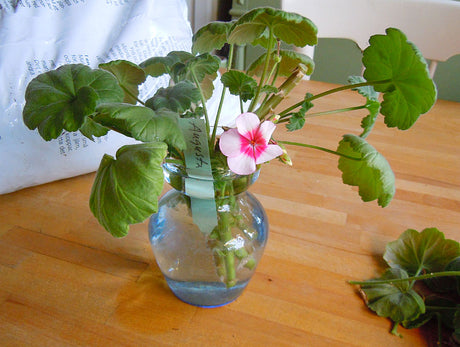 Pelargonsticklingar i vatten efter övervintring i svalt rum â beskĂ€rning, rotning och omplantering i pelargonjord med rĂ€tt ljus och svag nĂ€ring