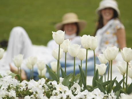 Sval och elegant rabatt med vita tulpaner och vita pensĂ©er â inspiration för plantering av blomsterlökar med rĂ€tt planteringsdjup, gruppplantering och vĂ€ldrĂ€nerad jord.