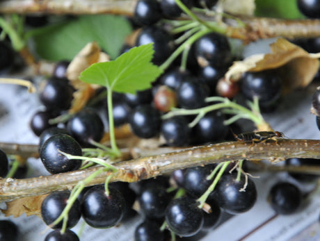 Svarta vinbär (Ribes nigrum) på buske redo för sommarens skörd – odling av vinbär med rätt växtplats, plantering i mullrik, vattenhållande jord pH 6,5–6,8, beskärning och mjöldaggsresistenta sorter som Öjebyn och Storklas