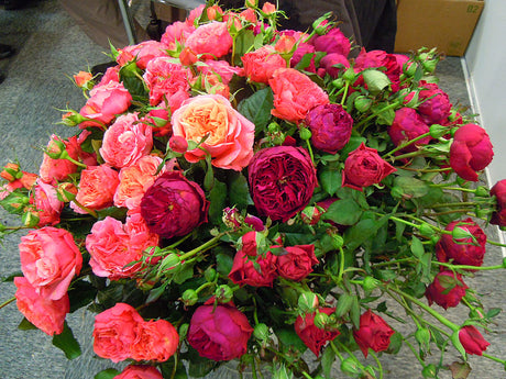 Rosen Tantau rosnyheter pĂ„ trĂ€dgĂ„rdsmĂ€ssan Elmia Garden 2012 â spektakulĂ€ra rosor i krukor och blomsterarrangemang frĂ„n internationella plantskolor för svenska trĂ€dgĂ„rdar.