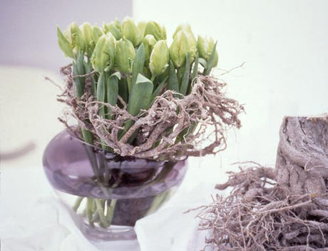 Texturerade tulpaner (Tulipa) med ginst (Cytisus) i bukett – snittblommor för svensk vinter, januari–april; skötsel: snitta stjälkar, kallt vatten, byt ofta för hållbarhet.