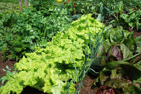 FĂ€rgglada tomater och godisgurkor frĂ„n potager och hobbyvĂ€xthus â smĂ„skalig odling för sjĂ€lvhushĂ„llning i glesbygd, entreprenörskap och vacker kökstrĂ€dgĂ„rd.