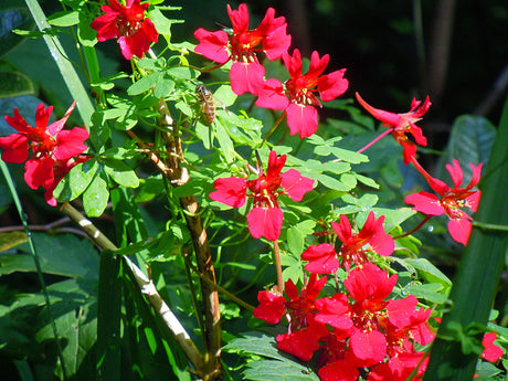 Eldkrasse (Tropaeolum speciosum), chilensk krasse, med bi â rödblommande klĂ€ttervĂ€xt med lĂ„ngsporrade blommor, vacker bland rododendron och barrvĂ€xter.
