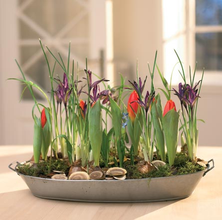 Tulipa hybrid (tulpan) i kruka – populär vårblommande lökväxt och krukväxt bland blomsterlökar, ger tidig blomning inomhus och kan planteras ut i trädgården efter blomning; ideal för löktårta med krokus och påsklilja.