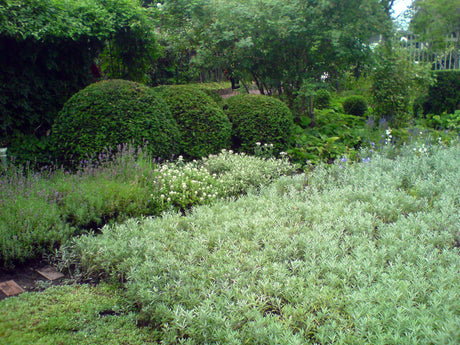 Ulla Molinâs lawn-free garden in HöganĂ€s, a kulturminnesmĂ€rkt modernist design with oxel hedges, winding paths, garden rooms and a round birdbath, cared for by Hans and Christina Ljungström.