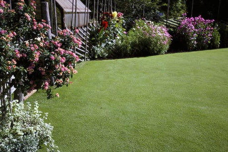 Välskött villagräsmatta i svensk trädgård – ny grönska efter stödsådd med gräsmattedress och gräsfrön (Weibulls Extra Green), gödslad enligt Green Steps med mossmedel och Super Gramino för att förebygga snömögel.