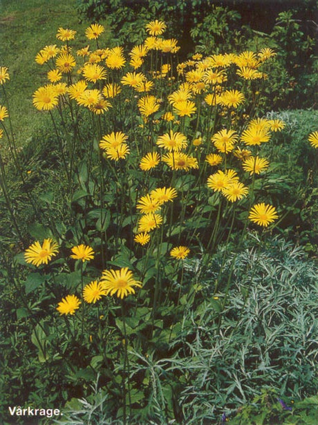 VĂ„rkrage i blom â vĂ„rblommande perenn att dela sensommar/tidig höst för föryngring och förökning; dela perenner för tĂ€tare, friskare rabatter i trĂ€dgĂ„rden.