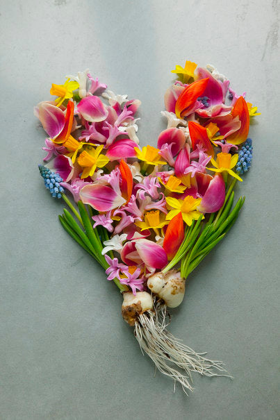 Svenskodlade tulpaner i rött, rosa och lila i en kĂ€rleksfull bukett för Alla hjĂ€rtans dag â vĂ„rens Ă€lskade snittblommor och symbol för kĂ€rlek. Foto: BlomsterfrĂ€mjandet.