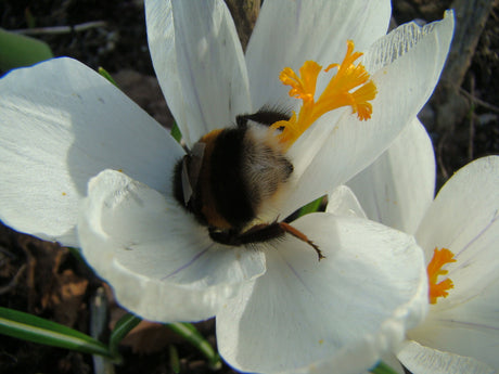Vårrusig, pollenpudrad humla i krokus som samlar nektar med buzz pollination i vårträdgården – trött paus men ingen pollen-koma; trädgård och odling