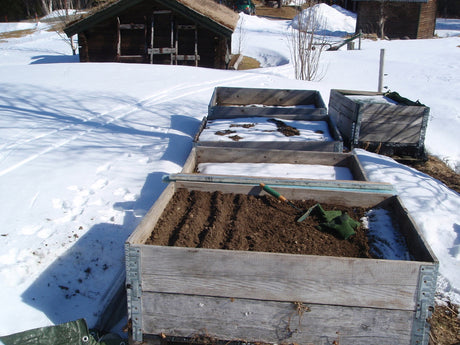 Veckans bild FunĂ€sdalen â Carin Ahlstedts odlingsexperiment: tidig morotssĂ„dd i pallkrage pĂ„ tinad jord, trots 2 dm nysnö och kalla nĂ€tter; ogrĂ€srensat, tussilago i snön â odlingstips för tidig vĂ„rsĂ„dd av morötter i trĂ€dgĂ„rdsliv.
