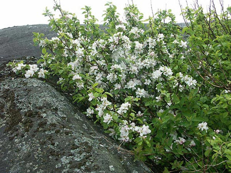 Vildapel (Malus sylvestris) på Hönö i kustklimat – vind- och salttåligt träd för vindutsatta lägen; tål saltstänk, robust i zon 5, perfekt för kustträdgård och vindskydd.
