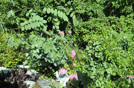 Vildskott pĂ„ robinia (dvĂ€rgskruvrobinia): kraftiga, taggiga rotskott frĂ„n grundstammen under förĂ€dlingsstĂ€llet pĂ„ en ympad vĂ€xt â sĂ„ kĂ€nner du igen och tar bort vildskott i trĂ€dgĂ„rden.