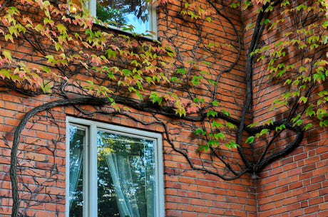 Rådhusvin (Parthenocissus tricuspidata, Boston ivy) – självklättrande vildvin med grova stammar på husfasad; lättskött klätterväxt där en koltrast byggt bo i hörnet, beskärs runt fönster och tak.