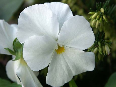 Viola cornuta 'Sylvia' – bukettviol; växt med förnamn och förnamnssort, perfekt som personlig växtpresent till dop, bröllop och födelsedagar.