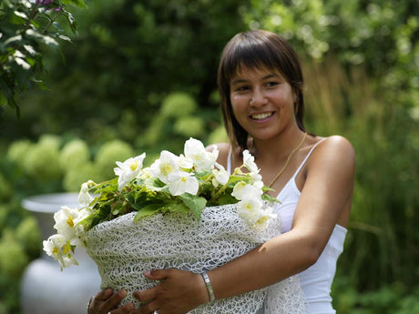 Vit hĂ€ngbegonia (Begonia x tuberhybrida, Pendula-gruppen) i vit ampelkorg â lĂ€ttskött ampelvĂ€xt och knölbegonia för balkong och trĂ€dgĂ„rd; halvskugga, vindskyddad, jĂ€mn vattning, sparsam gödsling.