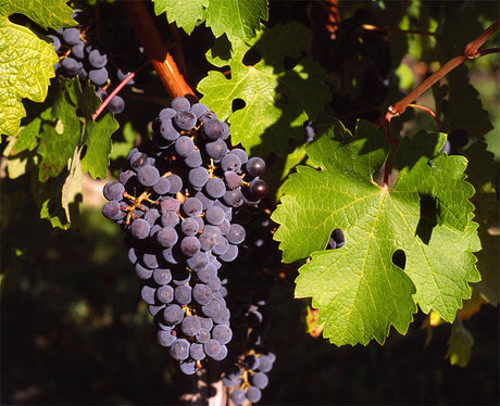 BeskĂ€rning av vinranka pĂ„ spaljĂ© med sekatör â vinterbeskĂ€rning och sommarbeskĂ€rning (pincering), gallring av sidoskott/huvudskott över druvklasar för ljus, luft och rik skörd.