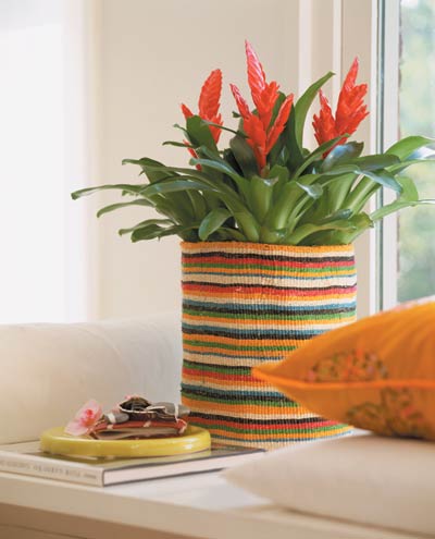 Vriesea (papegojstjärt) – lättskött krukväxt för inredning; Bromeliaceae-epifyt med dekorativ bladrosett och långlivad blomställning; allergivänlig och giftfri; trivs ljust utan direkt sol, hög luftfuktighet och vatten i bladstruten.