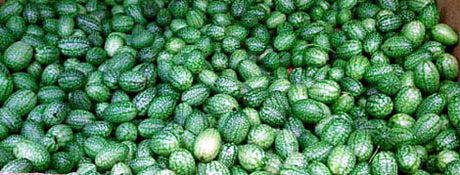 Anguriagurka (West India Gherkin) – risk för fröblandning med vildform av gurka med hög halt cucurbitacin; bitter smak är varningssignal. Köp fröer från pålitliga leverantörer och smaka först.