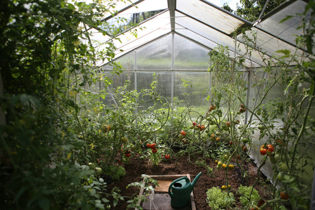 Tomatodling på liten yta: körsbärstomater, biff- och pastatomater i kruka, ampel och växthus – sådd, avhärdning, utplantering, jämn vattning, gödsling med tomatnäring, tjyva högväxande och skörda för att frysa in till tomatsås/ketchup.