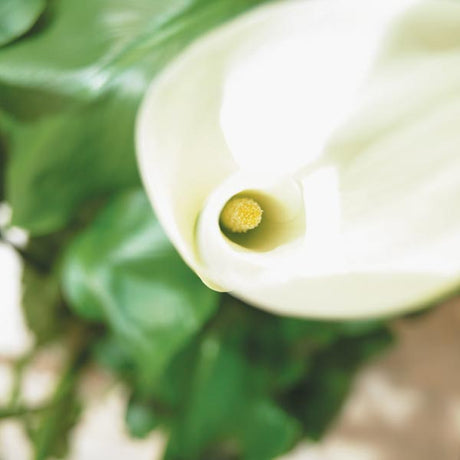 Zantedeschia (kalla) – lättskött knölväxt med färgstarkt hölsterblad i nyanser från vitt till lila; trivs i sol i väldränerad jord, ideal för kruka ute och som elegant inomhusväxt.